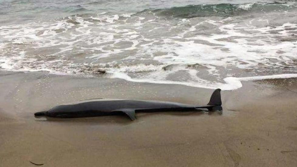 Delfino morto a Cumpoltittu