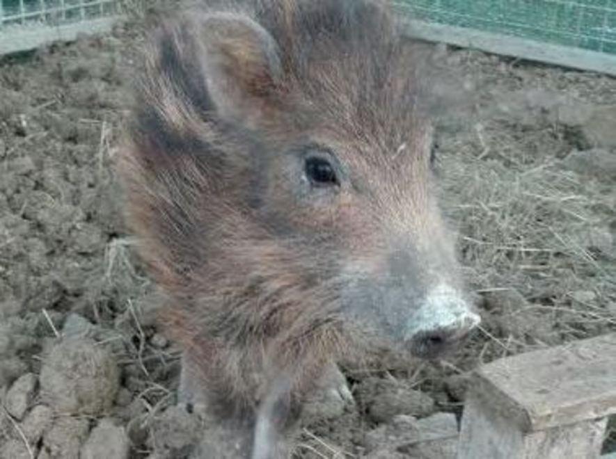 È Jack, cucciolo di cinghiale l’ultimo arrivato al Rifugio 