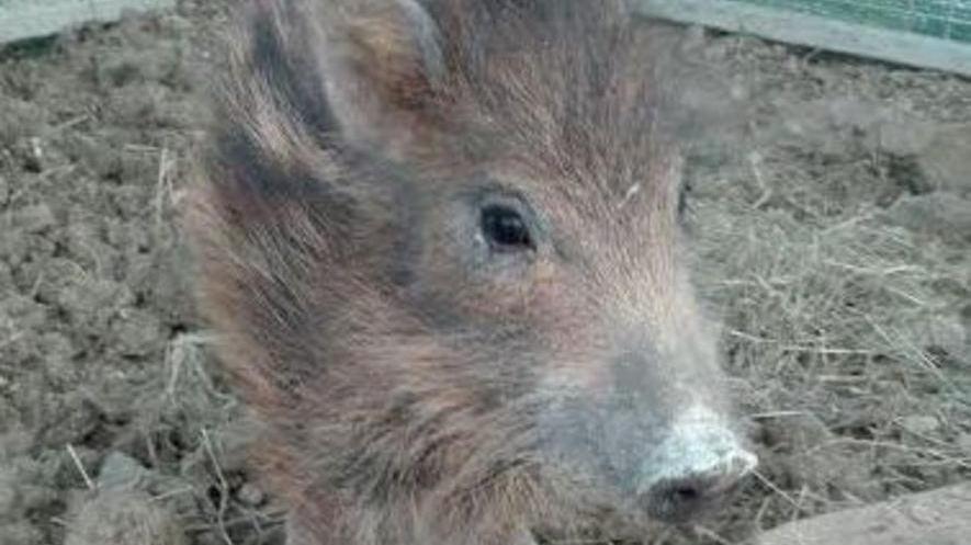 È Jack, cucciolo di cinghiale l’ultimo arrivato al Rifugio