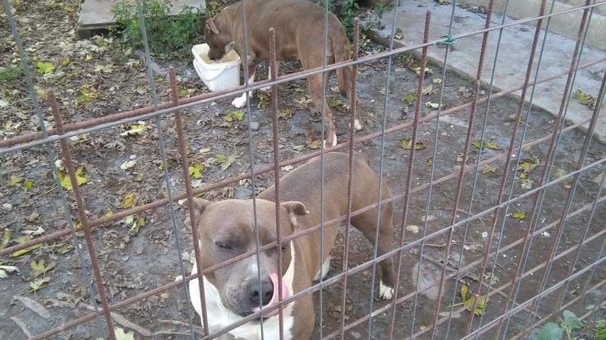 La rabbia del casaro «Presi di mira i cani con gli estintori»