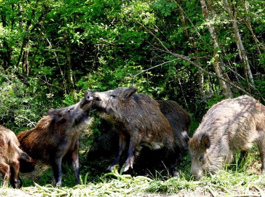 Caccia di frodo al cinghiale Scoperti con le fototrappole 
