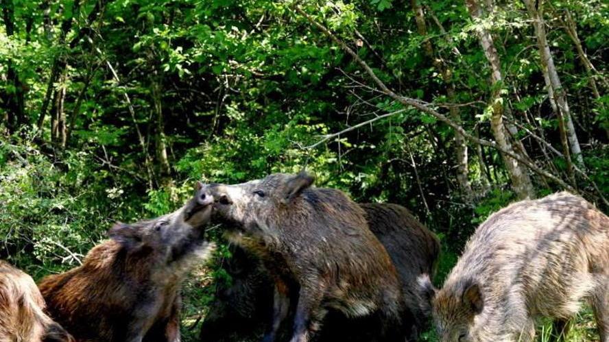 Caccia di frodo al cinghiale Scoperti con le fototrappole
