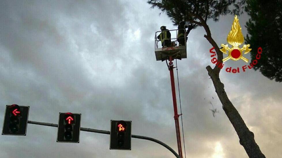 Pino a rischio crollo su viale Europa