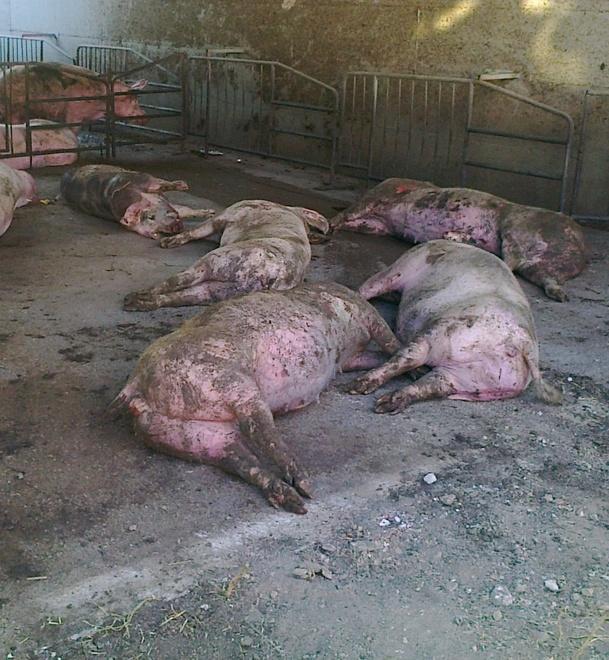Misure contro la peste suina gli avvisi per gli allevatori