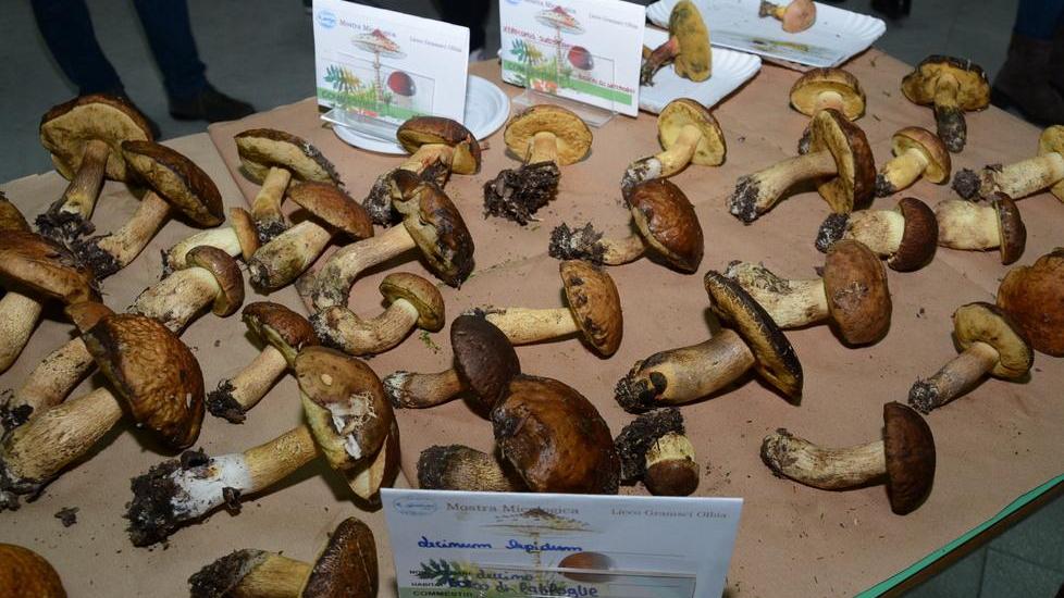 Funghi, sportelli dell’Asl contro gli avvelenamenti