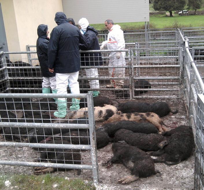 Peste suina, a Desulo nasce uno sportello per gli allevatori 