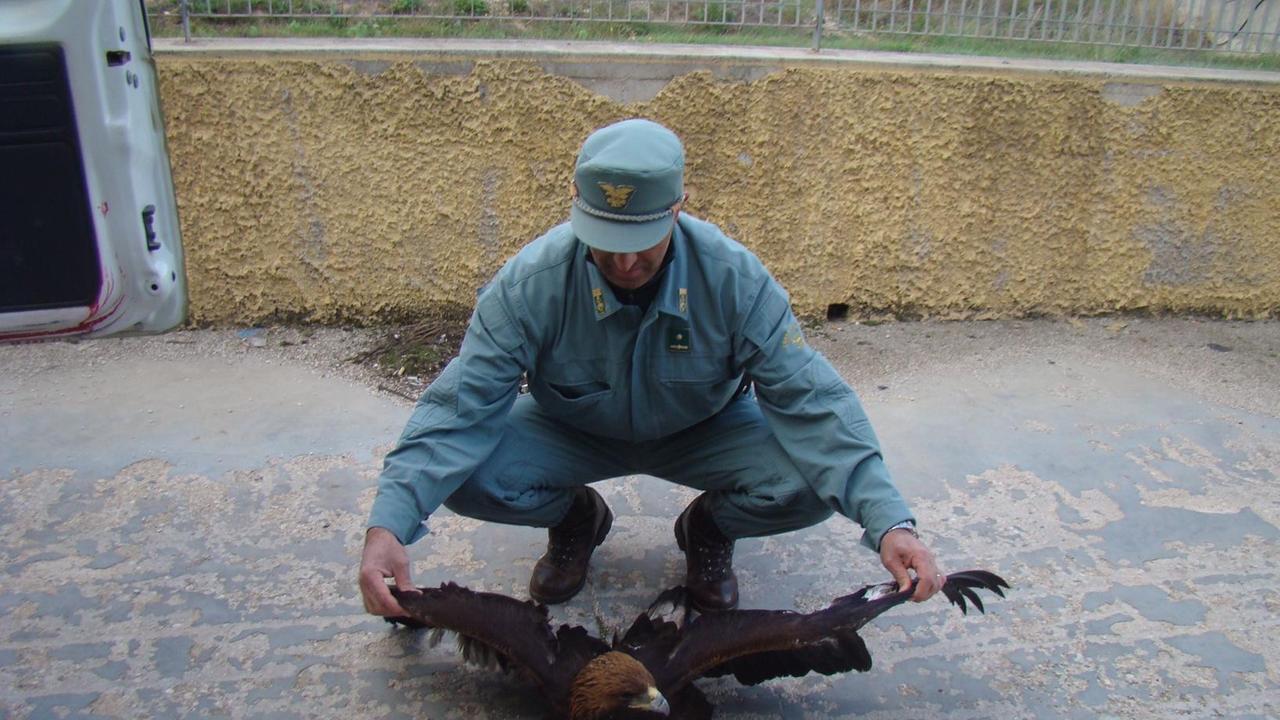 Aquila reale salvata a Nuoro dagli uomini del corpo forestale