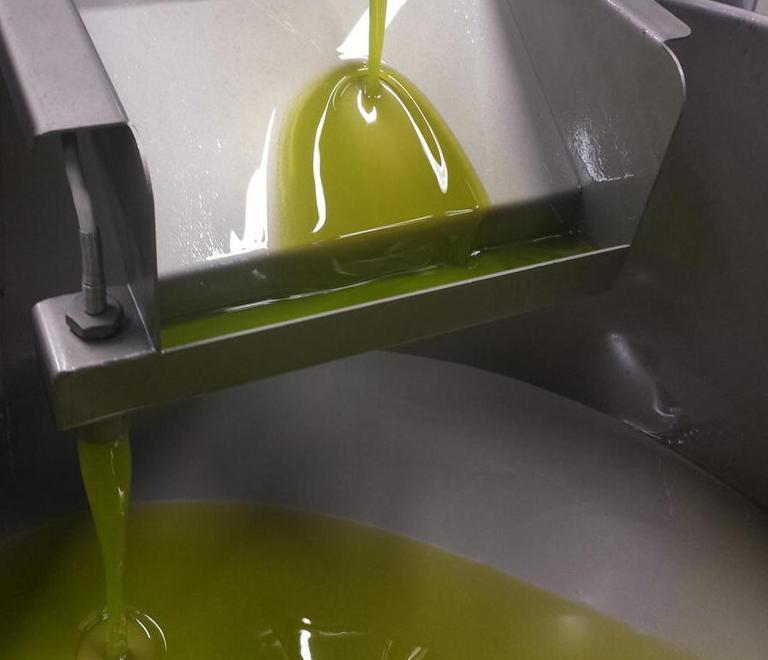 Olio 2016, una produzione scarsa però sarà di qualità eccellente 