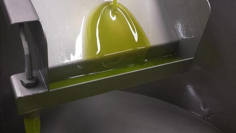 Olio 2016, una produzione scarsa però sarà di qualità eccellente