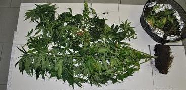 Coltivavano marijuana Arrestati dalla polizia