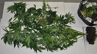Coltivavano marijuana Arrestati dalla polizia