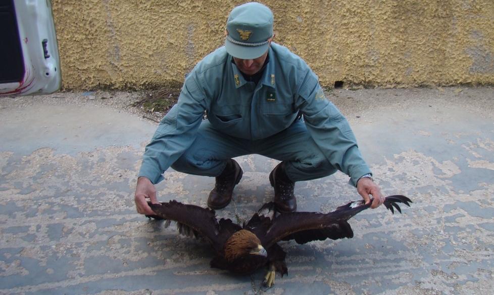 Aquila ferita salvata dai ranger forestali 