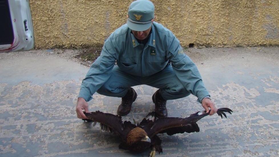 Aquila ferita salvata dai ranger forestali