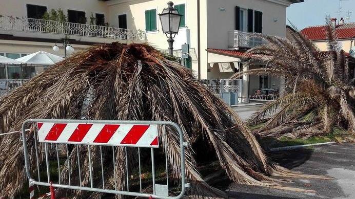 Palme ed alberi caduti in abbandono