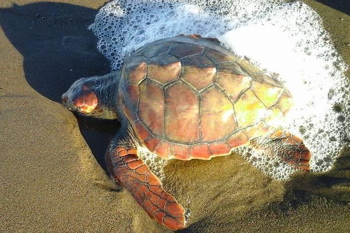 In salvo una tartaruga Caretta caretta