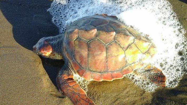In salvo una tartaruga Caretta caretta