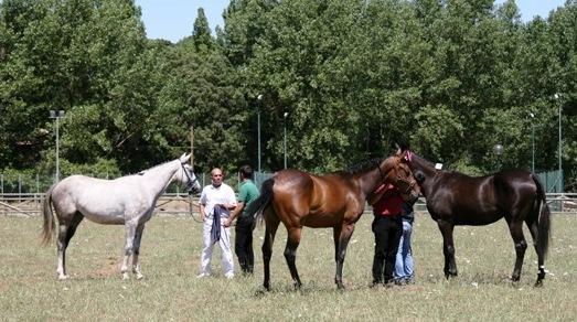 Trasporti sempre più difficili per gli allevatori di cavalli