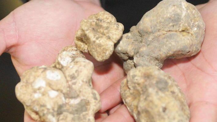 Festa del tartufo oggi in centro con gastronomia e sputafuoco
