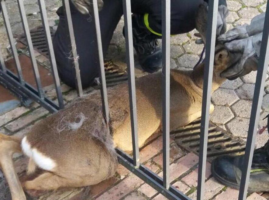 Capriolo resta imprigionato nel cancello 