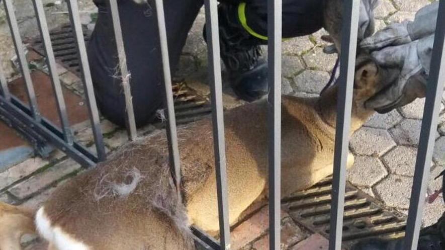 Capriolo resta imprigionato nel cancello