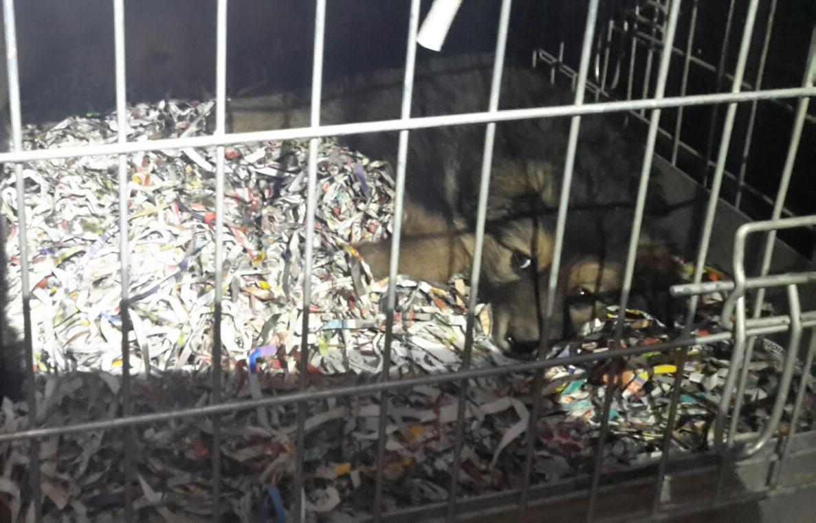 Bloccato traffico di cuccioli dall'Est, sequetrati 121 animali tra cani e gatti