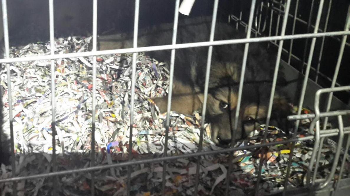 Bloccato traffico di cuccioli dall'Est, sequetrati 121 animali tra cani e gatti