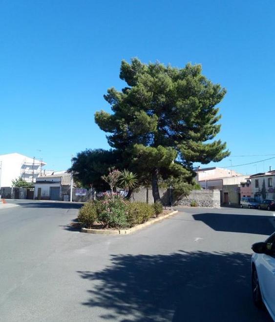 Troppi alberi segati e le opposizioni accusano la giunta