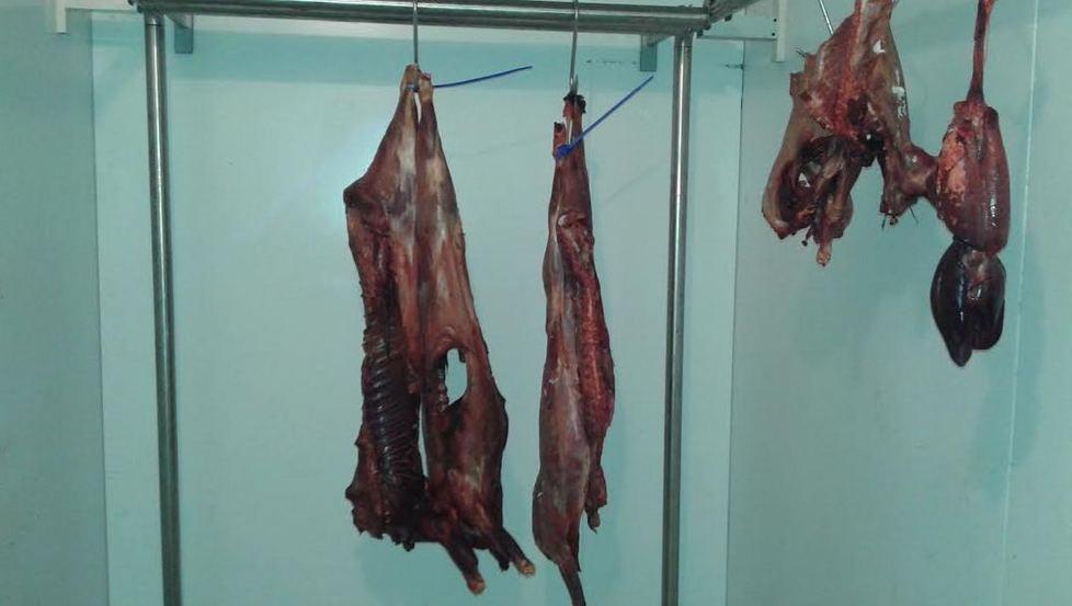 Orgosolo, i cacciatori denunciano «Cinghiali infetti abbandonati» 