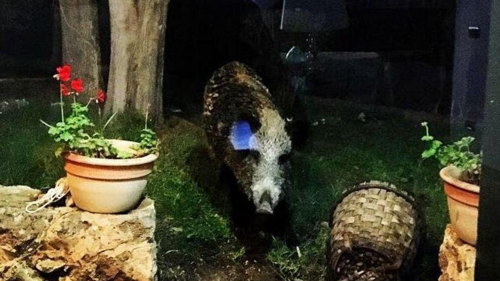 Cinghiali in giardino rovistano nei bidoni Famiglia “assediata”