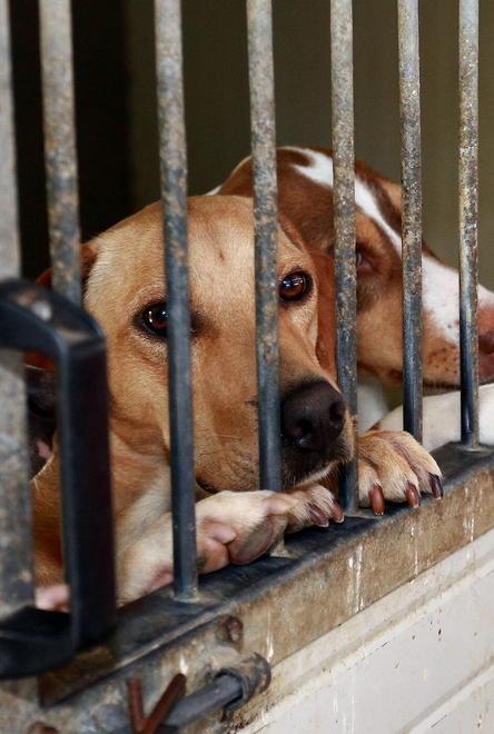 «Il Comune perde tempo sul regolamento degli animali»