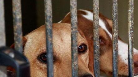 «Il Comune perde tempo sul regolamento degli animali»