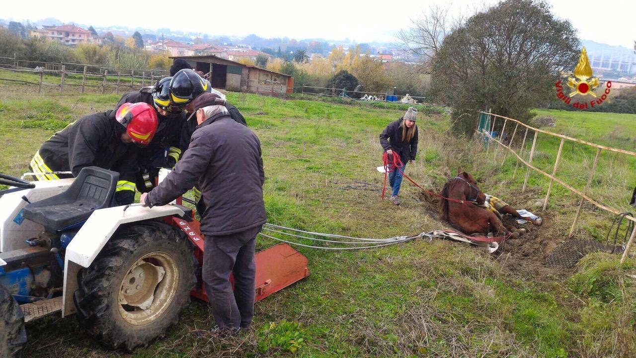 I vigili del fuoco di Pescia impegnati nei soccorsi all'anziana cavalla