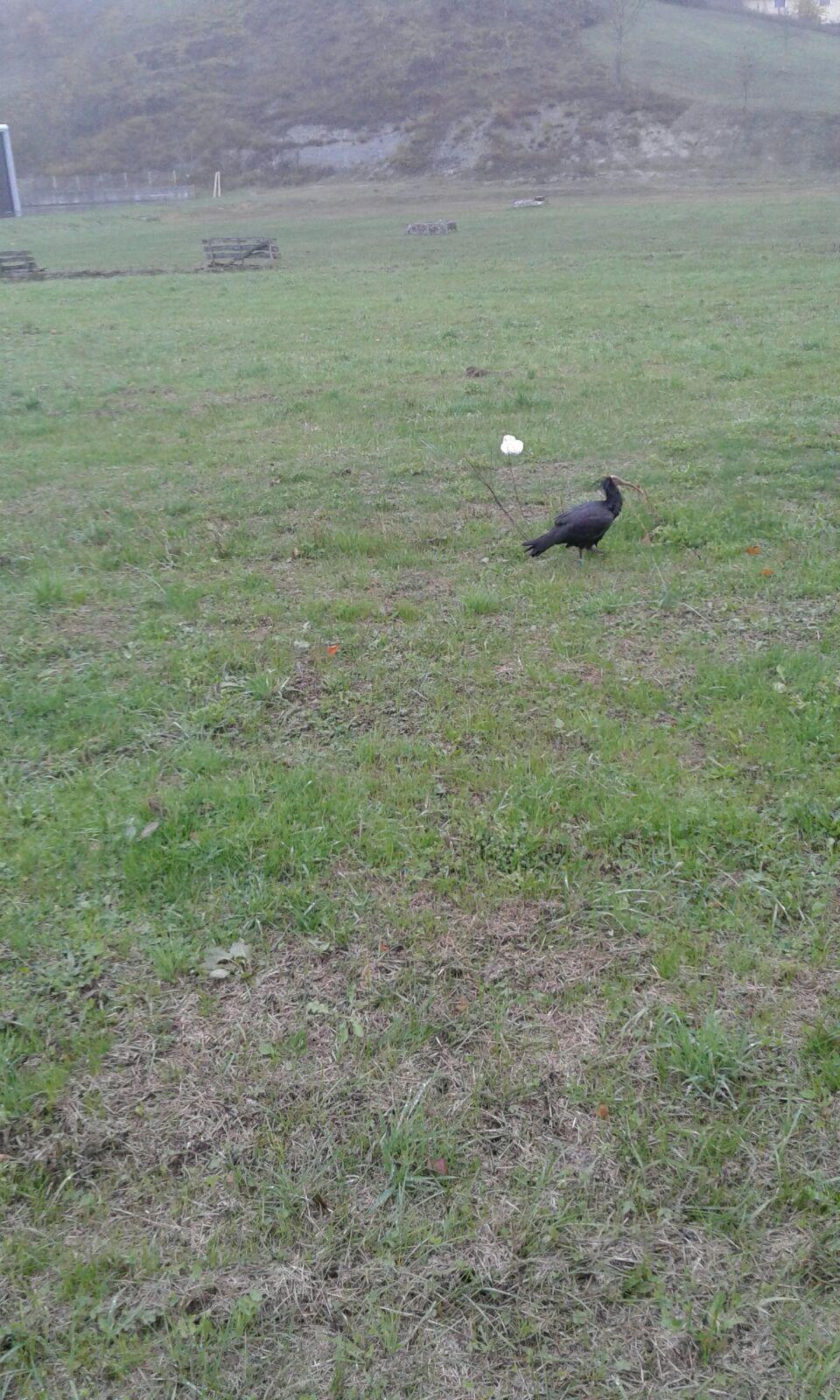 Salem, il raro ibis eremita fa tappa anche nel Reggiano 