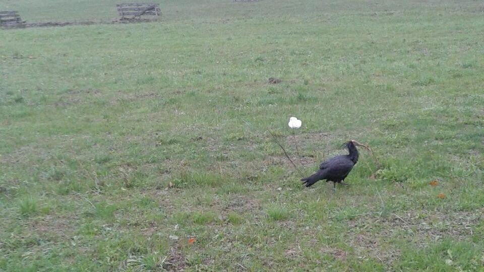 Salem, il raro ibis eremita fa tappa anche nel Reggiano