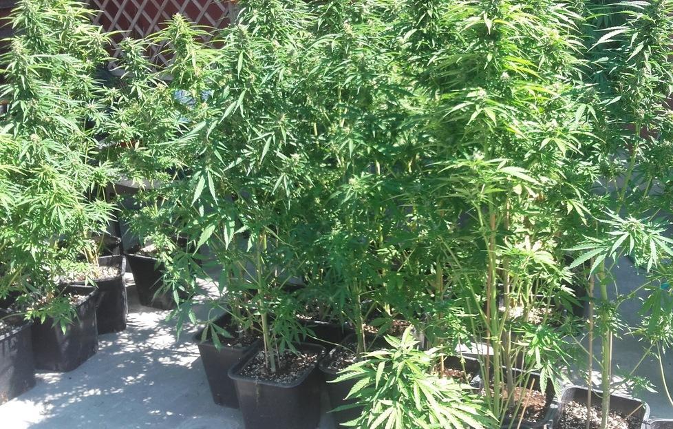 Guastalla, sequestrate 600 piante di marijuana 