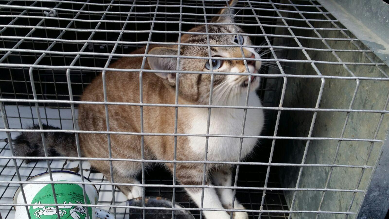Il gattino salvato dai vigili del fuoco a Castelfiorentino