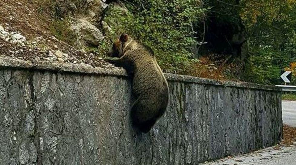 Nell'Appennino modenese il mistero di un giovane orso 