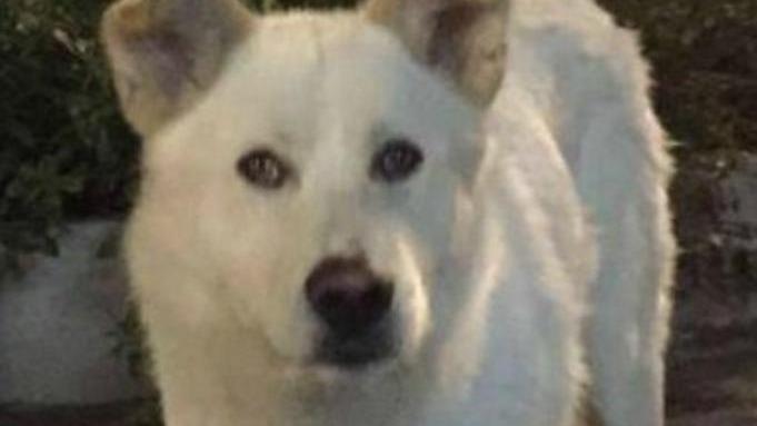 Animali torturati Proteste in piazza Dante