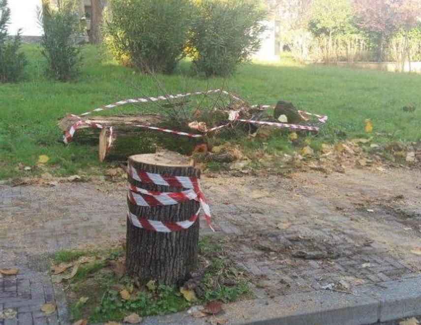 I resti dell’albero di viale Rosselli tagliato dai pompieri per la messa in sicurezza