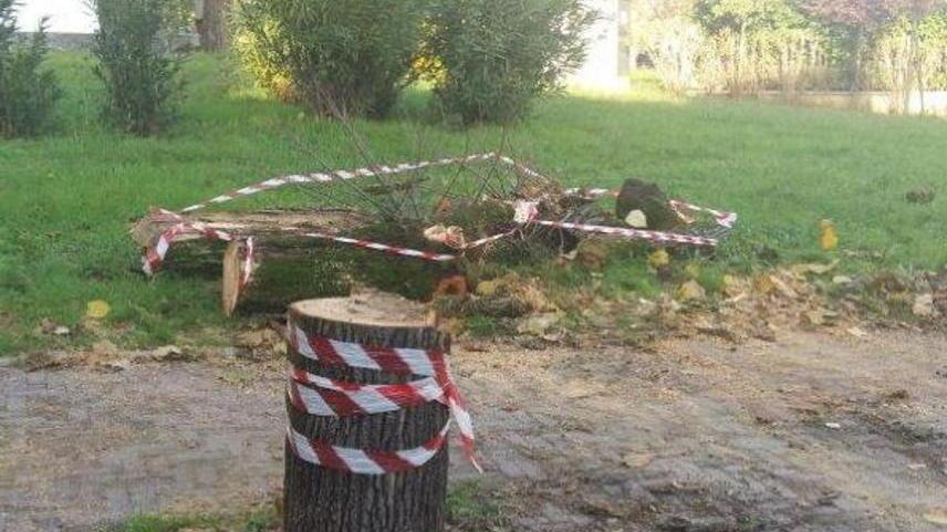I resti dell’albero di viale Rosselli tagliato dai pompieri per la messa in sicurezza