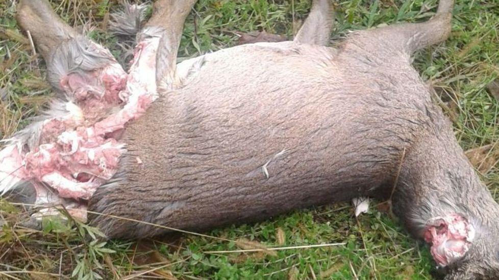 Lupi in Lunigiana sbranano due caprioli e un cinghiale