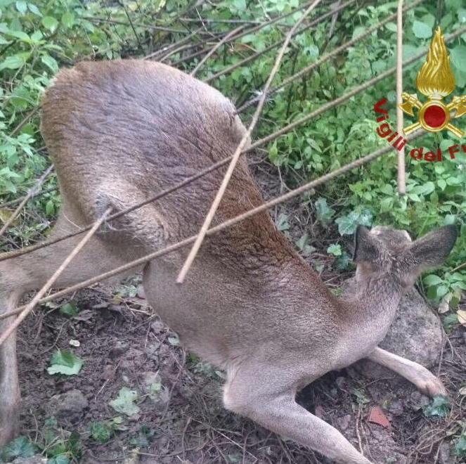Salvato capriolo rimasto impigliato in una rete
