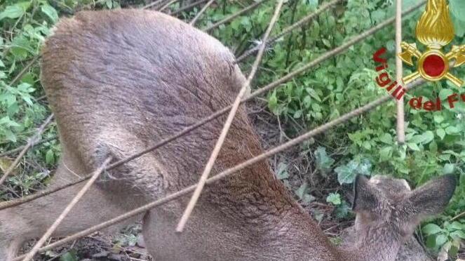 Salvato capriolo rimasto impigliato in una rete