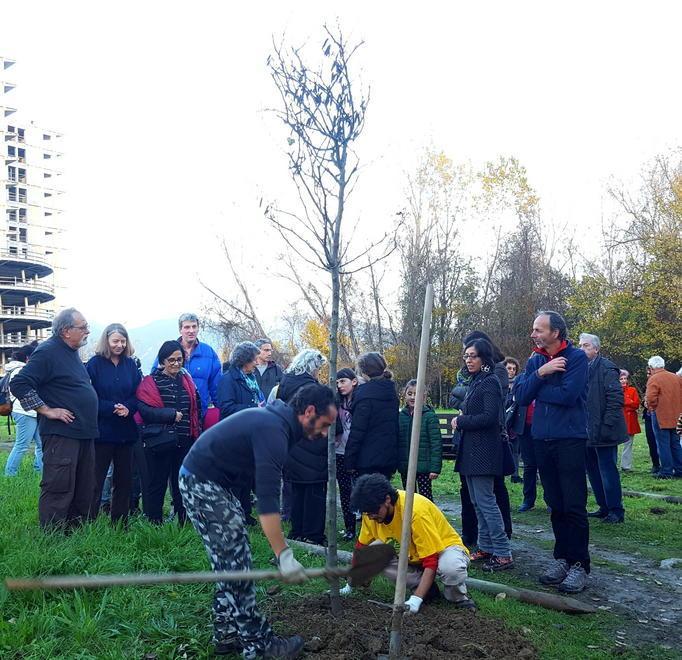 Due alberi di Giuda saranno i simboli della rinascita