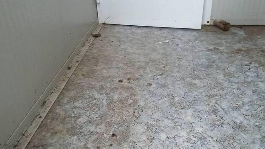 Via con il cibo dei gatti randagi