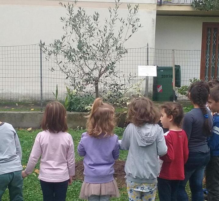 Un olivo a scuola