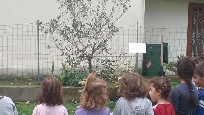 Un olivo a scuola