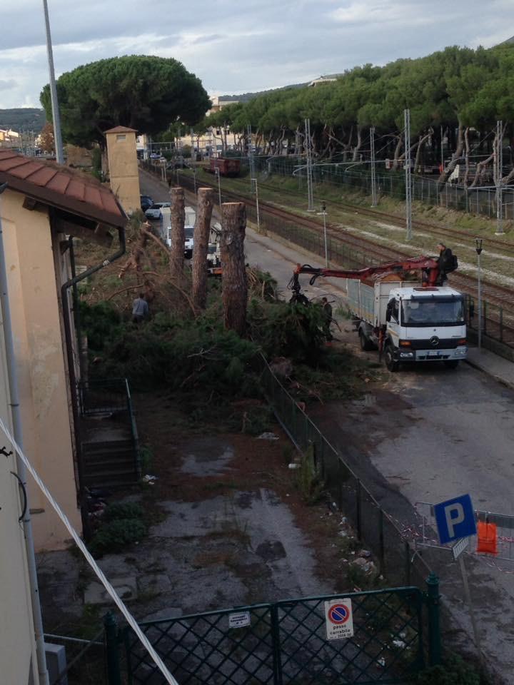 Il momento del taglio dei pini