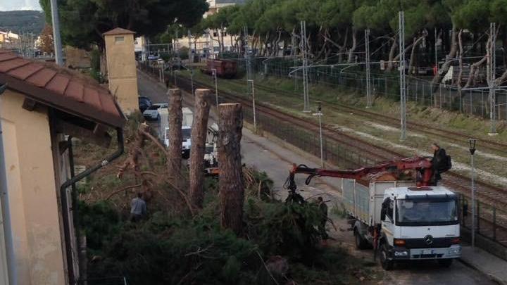 Il momento del taglio dei pini