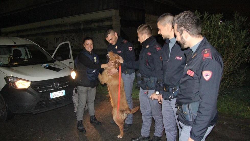 Liberato cane tenuto a catena in una ditta